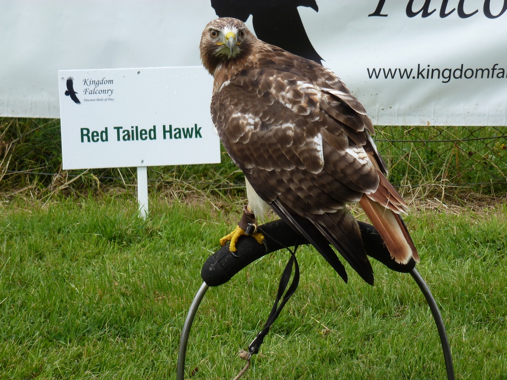 Red Tailed Hawk.