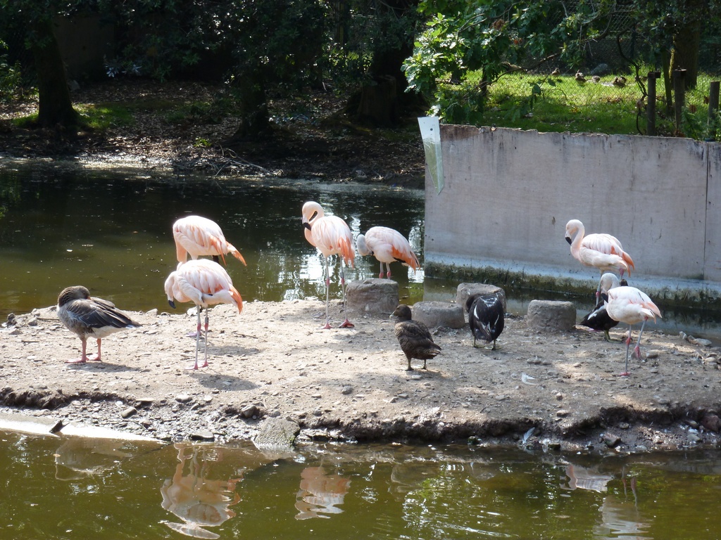 Flamingo's.